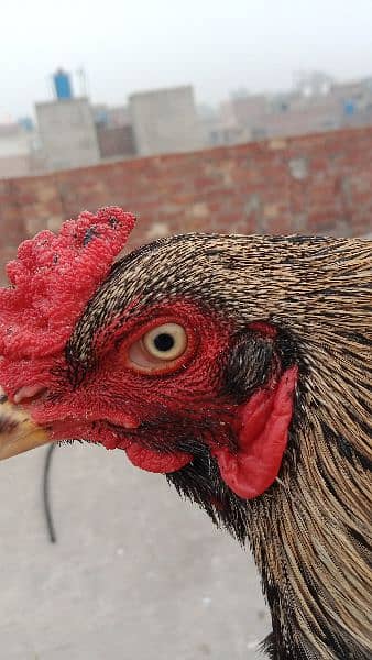 Aseel Sindhi Chicks 8