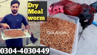 Dry Mealworm,Hens,Shamo, Finches,Dove, kabotar,Parrot,Duck,|Birds Food