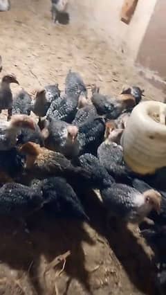 golden misri chicks / desi hen chicks / desi murgh / chicks 0