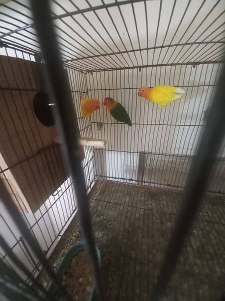 lovebirds for sale 03198528172 3