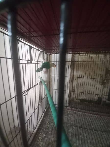 lovebirds for sale 03198528172 5