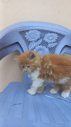 Male Kittens Pure Persian