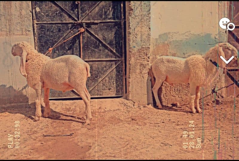 Male Sheep Pair 2