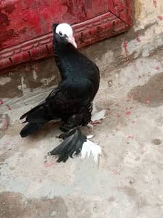 Black mukhi big pamoz chick and gubara chick for sale