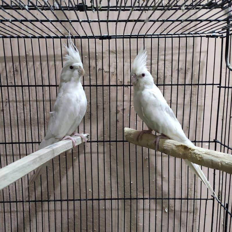 Breeder cockatiel / cocktail visual fallow spotted and vpied 1