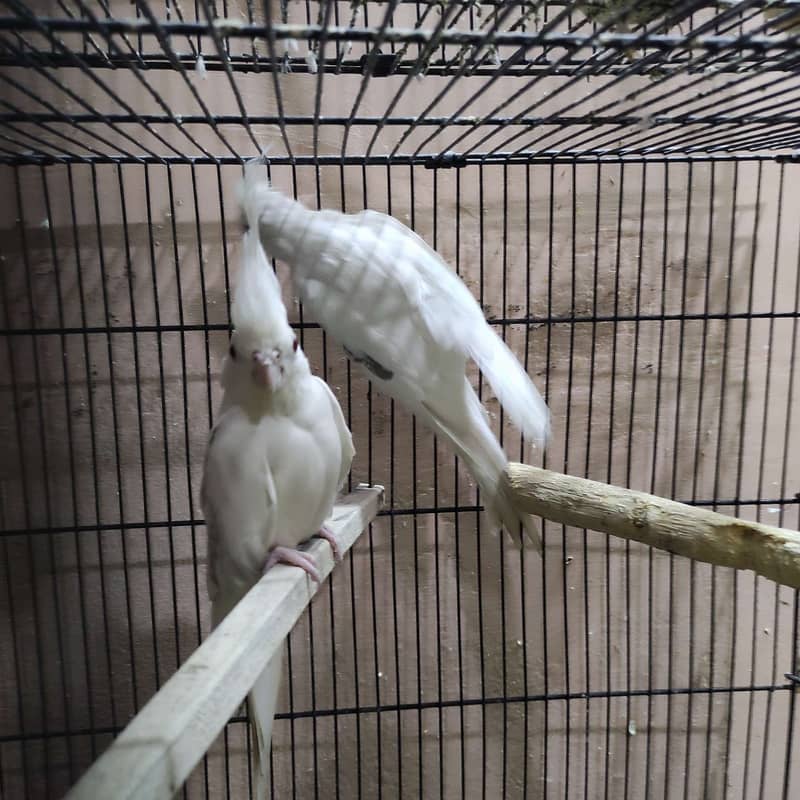 Breeder cockatiel / cocktail visual fallow spotted and vpied 2