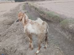 bakra for sell
