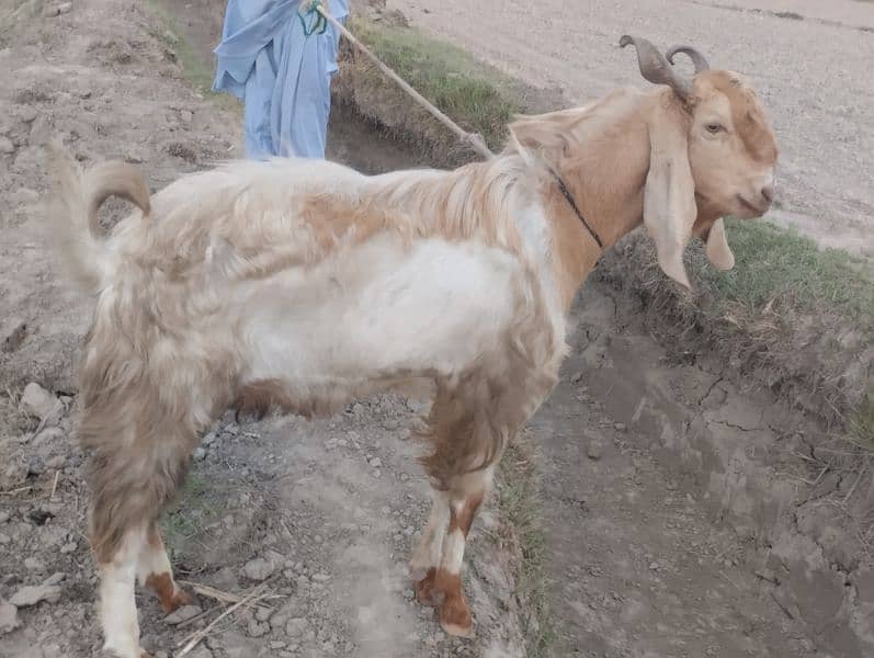 bakra for sell 2
