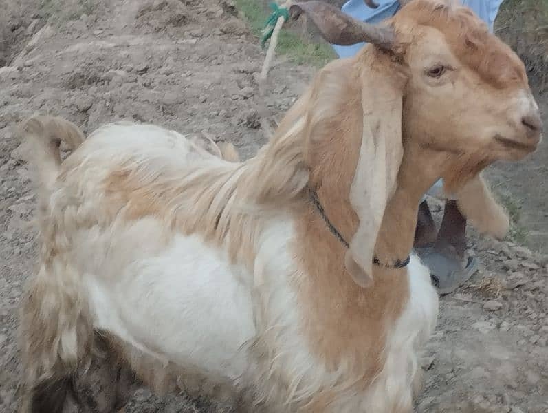 bakra for sell 3