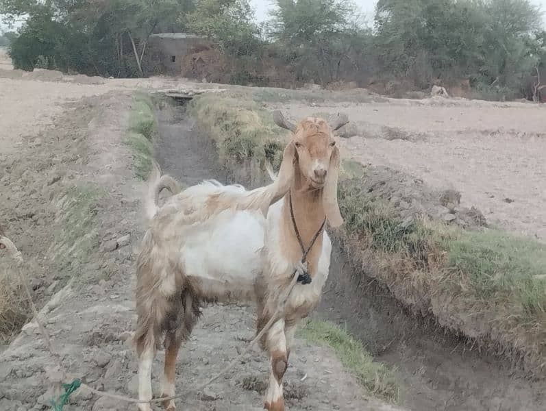 bakra for sell 4