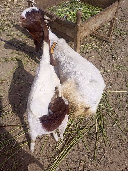 3 goats 4 three months goats Urgent sale ! 0