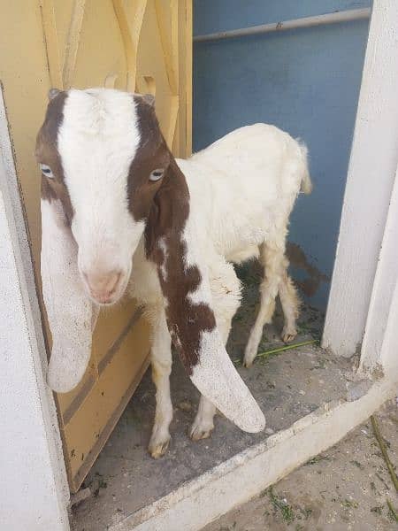 3 goats 4 three months goats Urgent sale ! 4