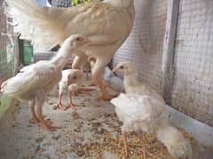 Aseel Heera chicks for sale. 1800 per piece.