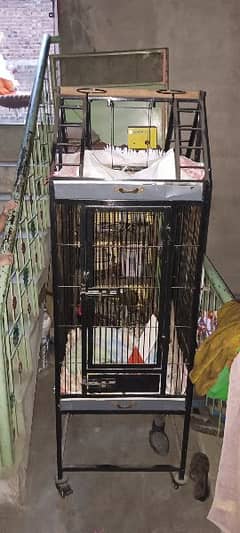 Bird Cage for sale on reasonable price 0