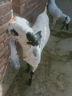 Goat For Sale! Khassi Donda Bakra For Sale.