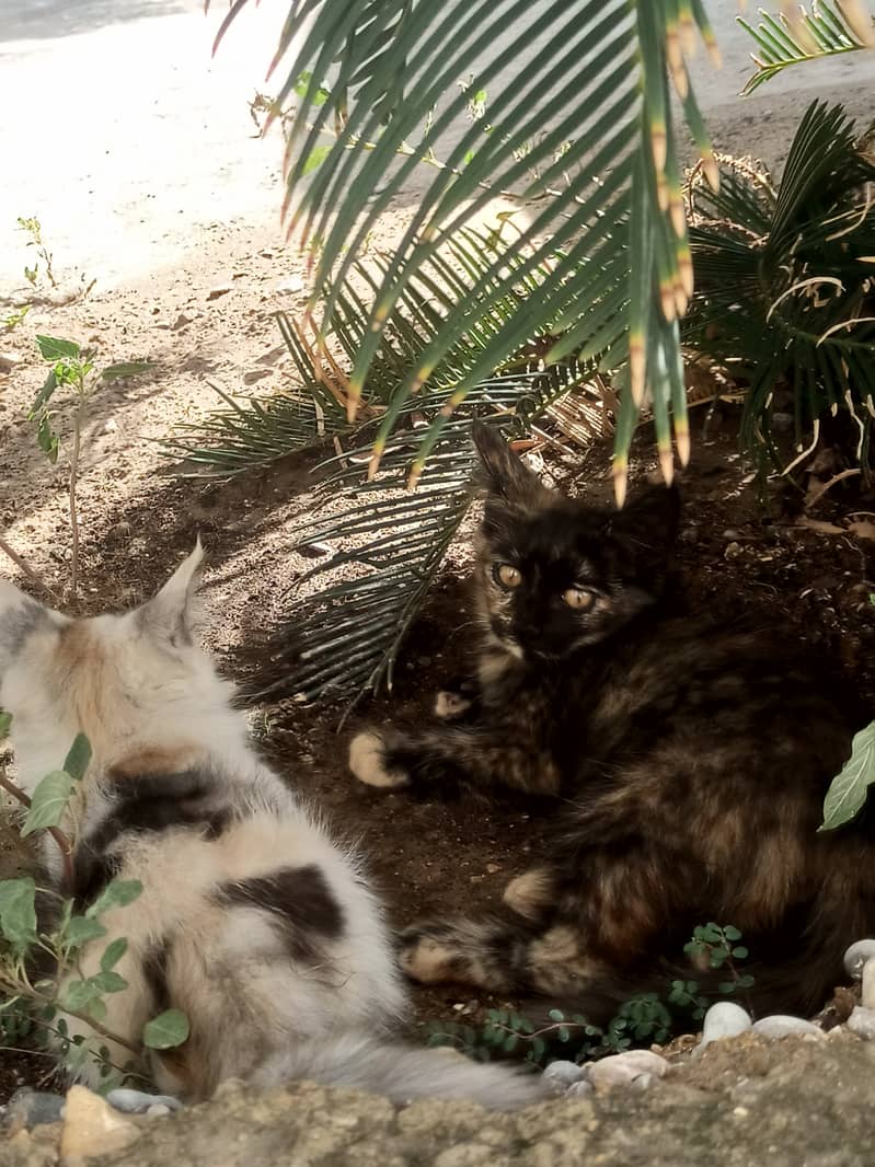 Persian cats 3