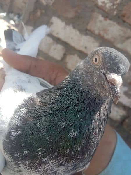 pigeon 2