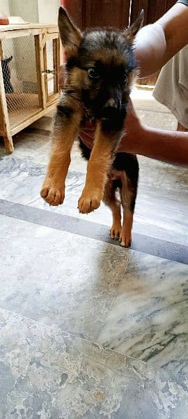 German Shepherd puppy for sale 1