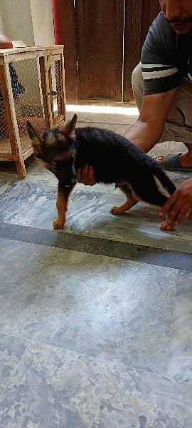 German Shepherd puppy for sale 2