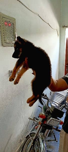 German Shepherd puppy for sale 3