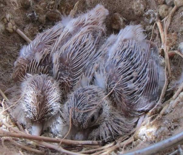 Dove, Diamond Dove, Red Dove, Pied Dove 1