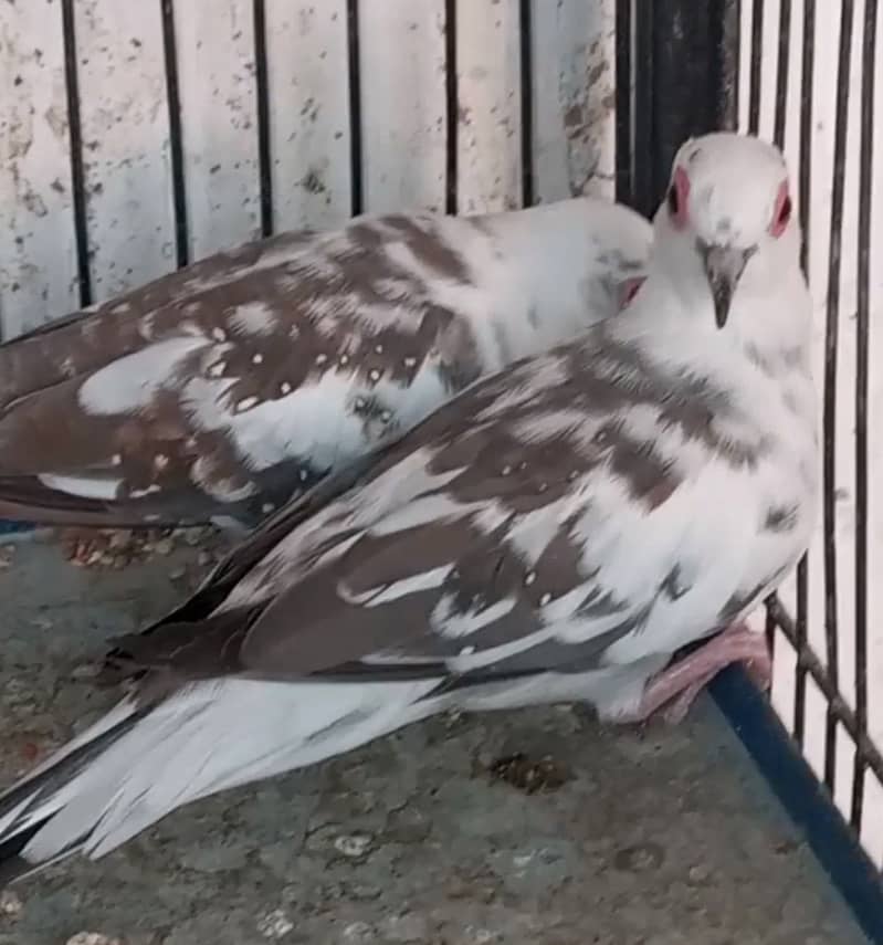 Dove, Diamond Dove, Red Dove, Pied Dove 3