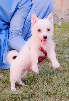 Russian puppy 2 month male for sale