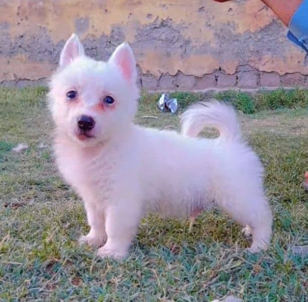Russian puppy 2 month male for sale 1