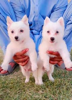Russian puppy 2 month pair for sale 0