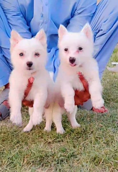 Russian puppy 2 month pair for sale 1