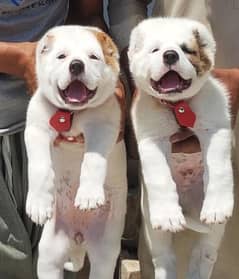 alabai dog 2 month pair for sale security dog