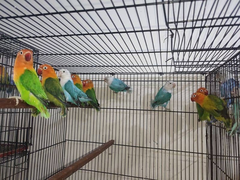 Blue and Green Opaline, Fischer Parblue Love Birds 7