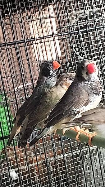 Mutation finches 1