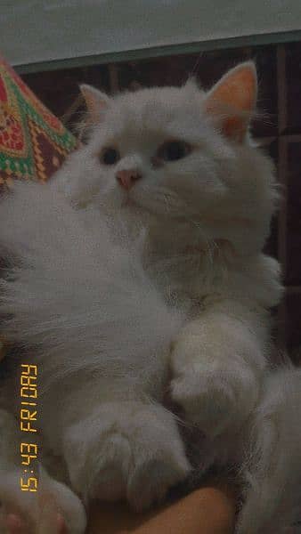 Persian Cat 0