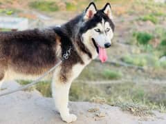 Siberian Husky dog for sale in urgent