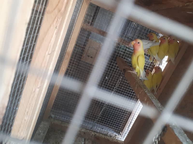 chicks are available for sale 1400 per piece 3
