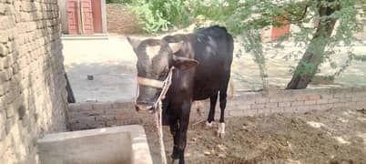 Bull for Eid UL Aza, vehra for sale in khushab