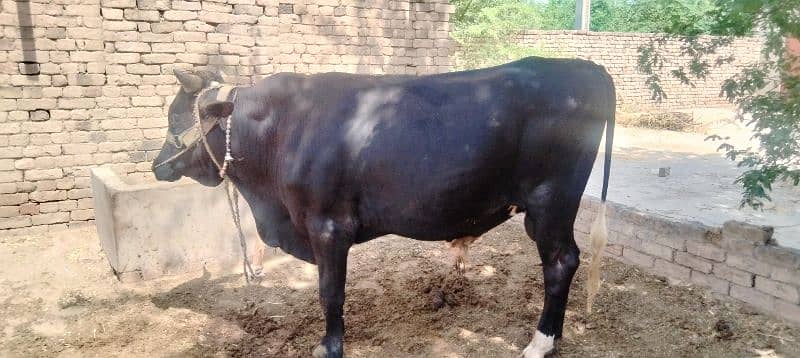 Bull for Eid UL Aza, vehra for sale in khushab 2