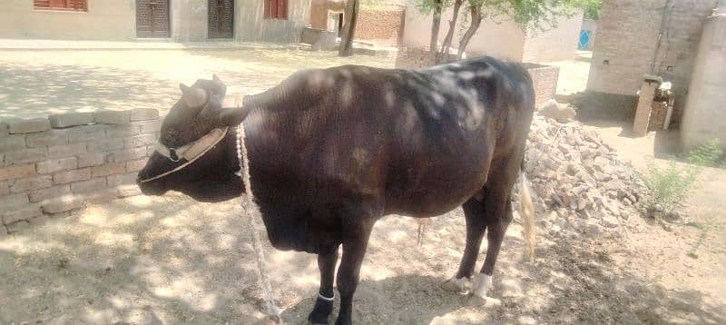 Bull for Eid UL Aza, vehra for sale in khushab 6