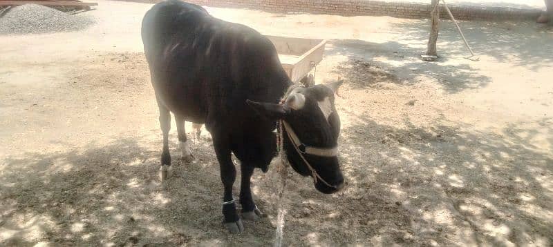 Bull for Eid UL Aza, vehra for sale in khushab 7