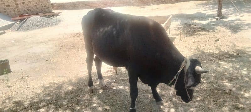 Bull for Eid UL Aza, vehra for sale in khushab 8