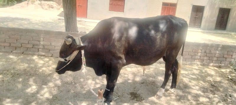 Bull for Eid UL Aza, vehra for sale in khushab 9
