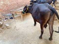 Sahiwal cross cows 0