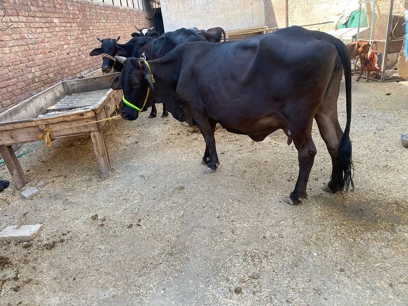 Sahiwal cross cows 1