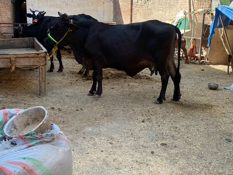 Sahiwal cross cows 4