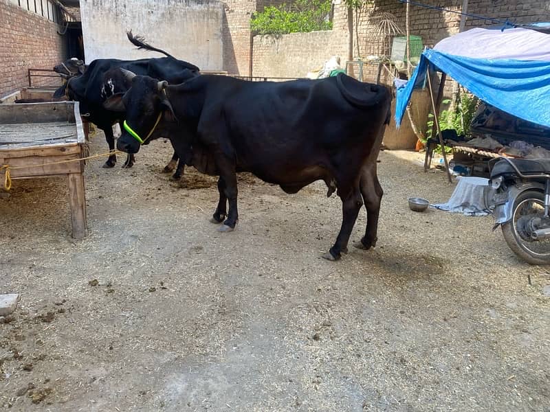 Sahiwal cross cows 5
