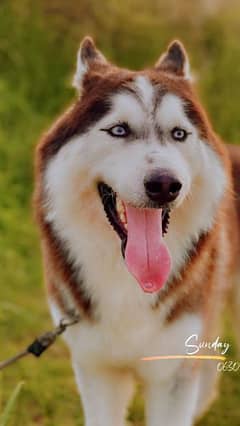 Siberian Husky dog for sale in urgent