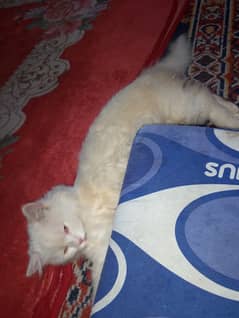 Persian cat 10k