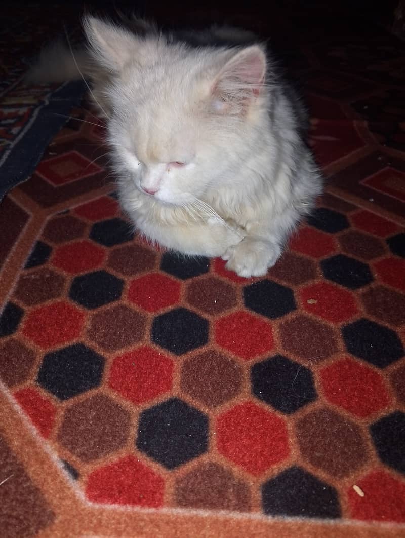 Persian cat 10k 1