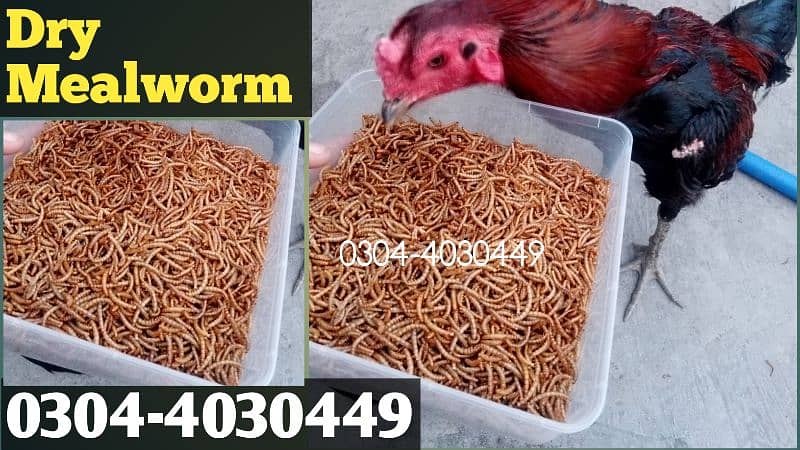 Dry Mealworm,Hens,Shamo, Finches,Dove, kabotar,Parrot,Duck,|Birds Food 0
